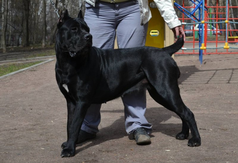 Кане Корсо собака