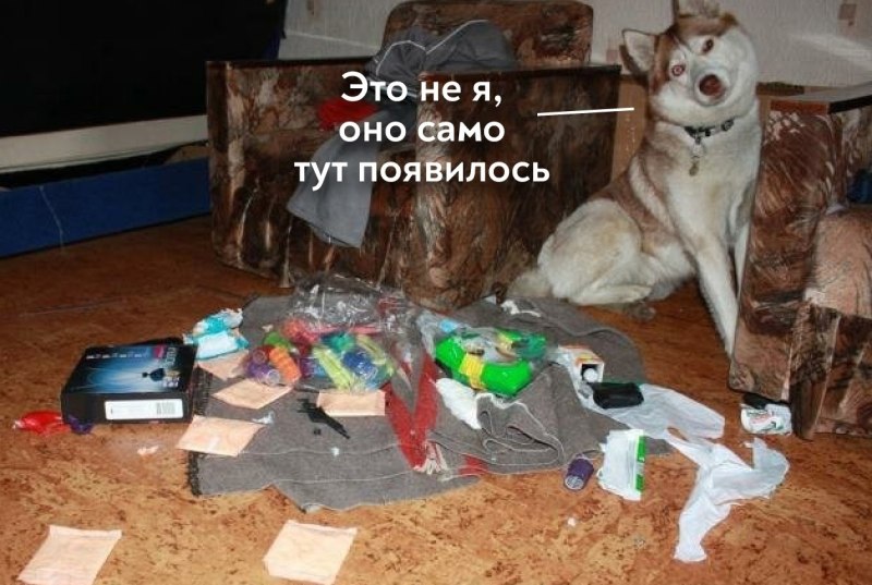 Собака разгромила квартиру