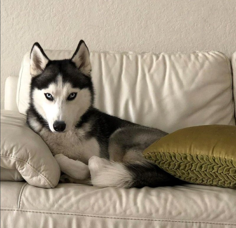 Диван Husky