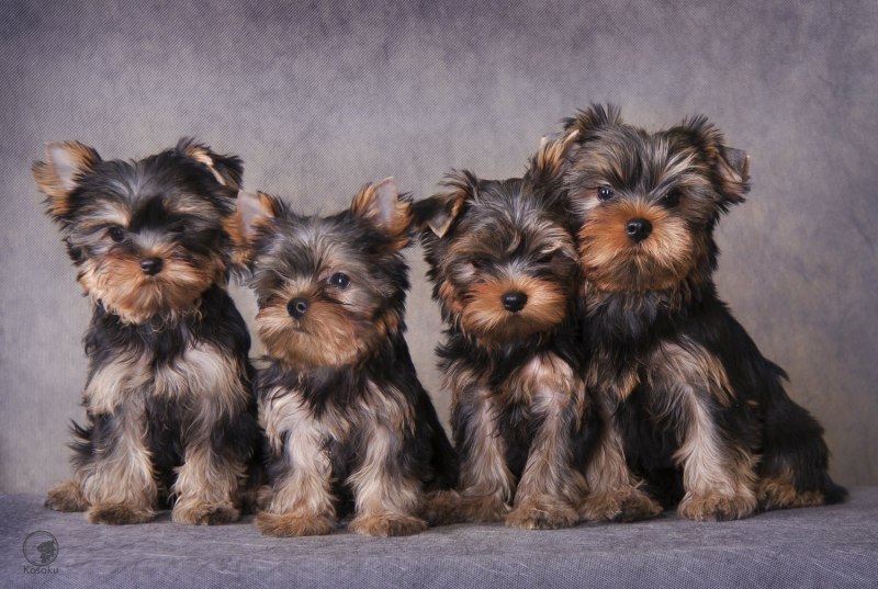 Yorkie Puppies for sale