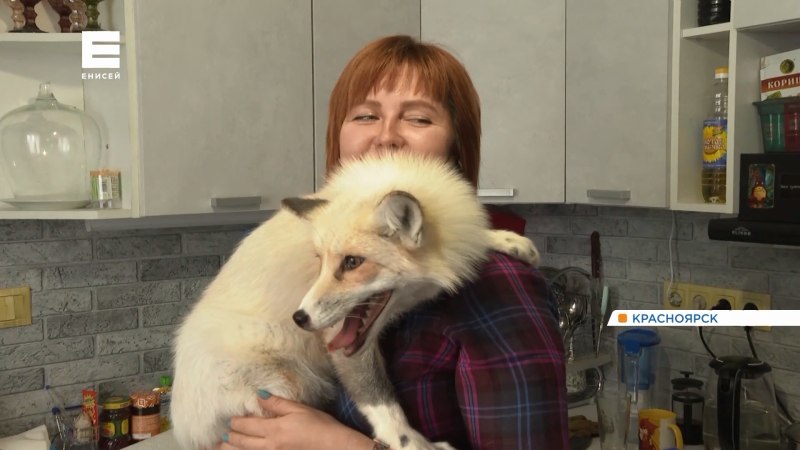 Лиса Жемчужная крестовка