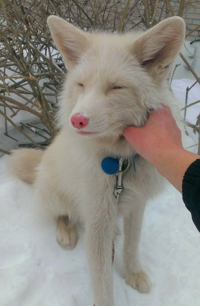 Вайт Фокс