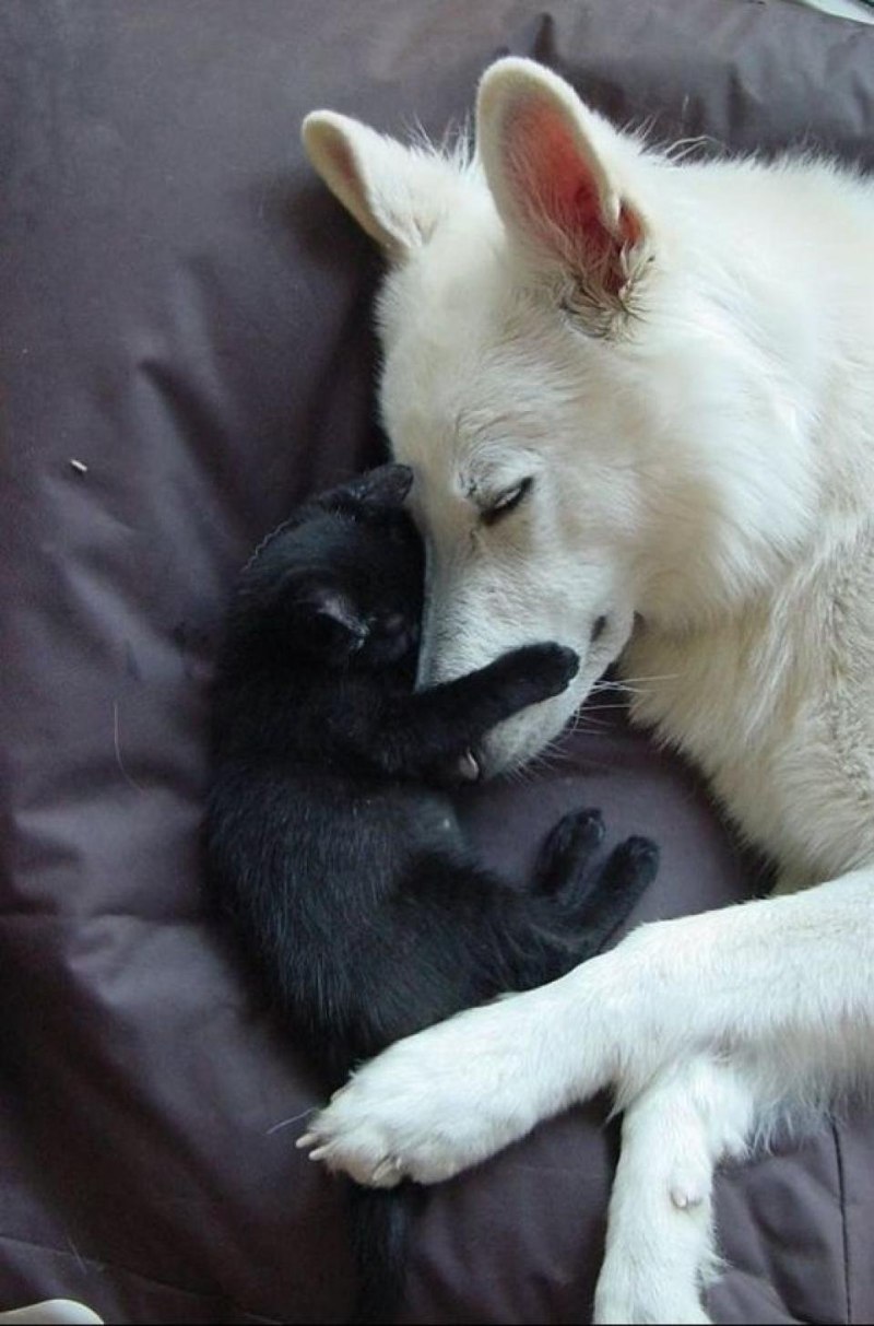 Вельш корги рыжий