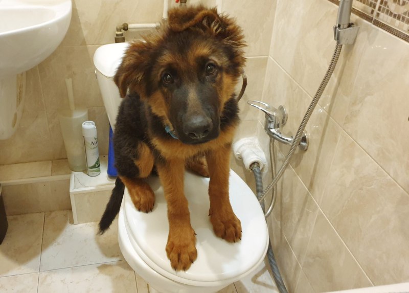 Приучить собаку к унитазу