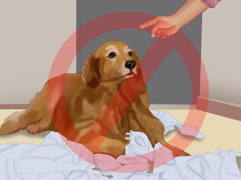 Приученные собаки