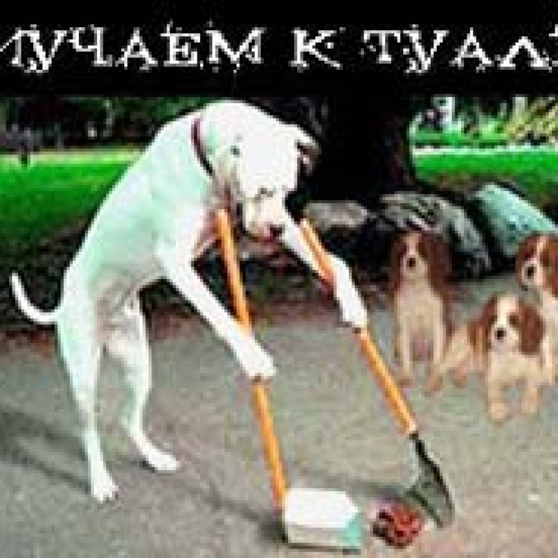 Приучение мальтезе приучение к туалету