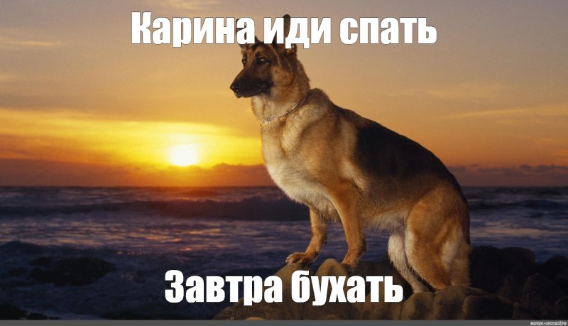 Кот не хочет гулять