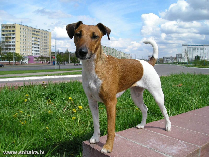 Fox Terrier гладкошерстный