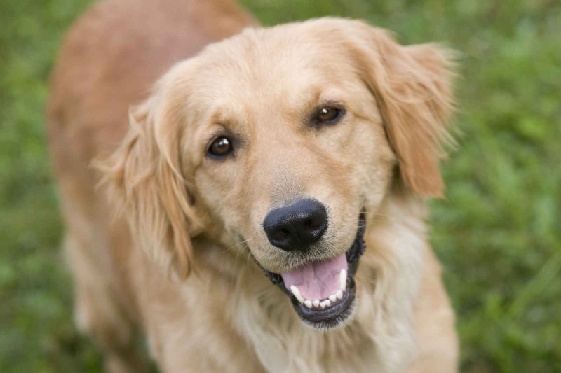Порода собак Golden Retriever