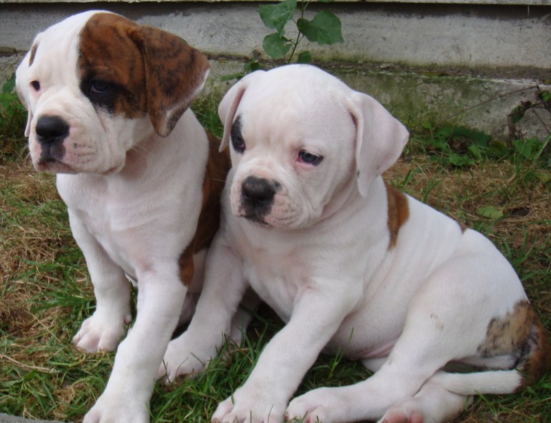 American Bulldog yavrusu