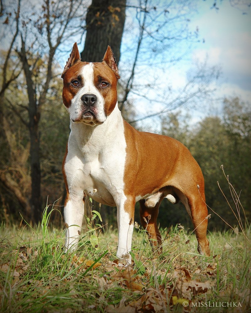 Amstaff Boxer