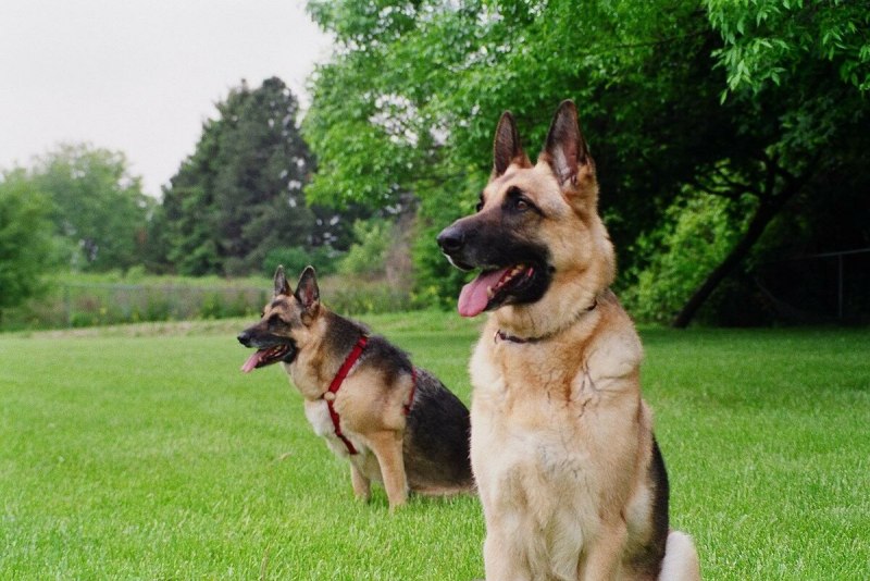 Shepherd person
