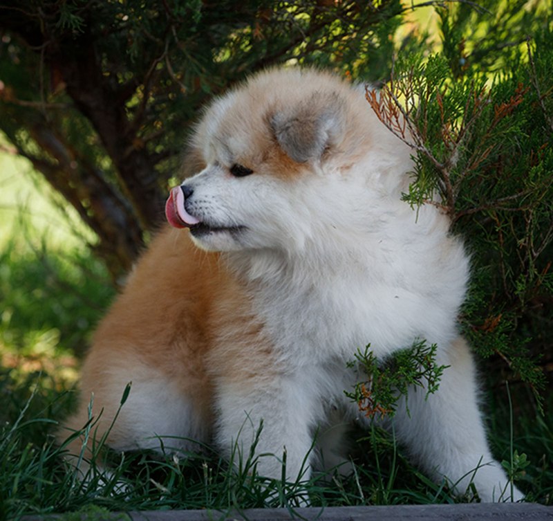 Akita Inu Puppy