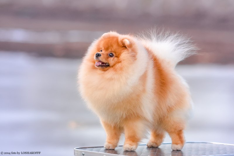 Немецкий шпиц
