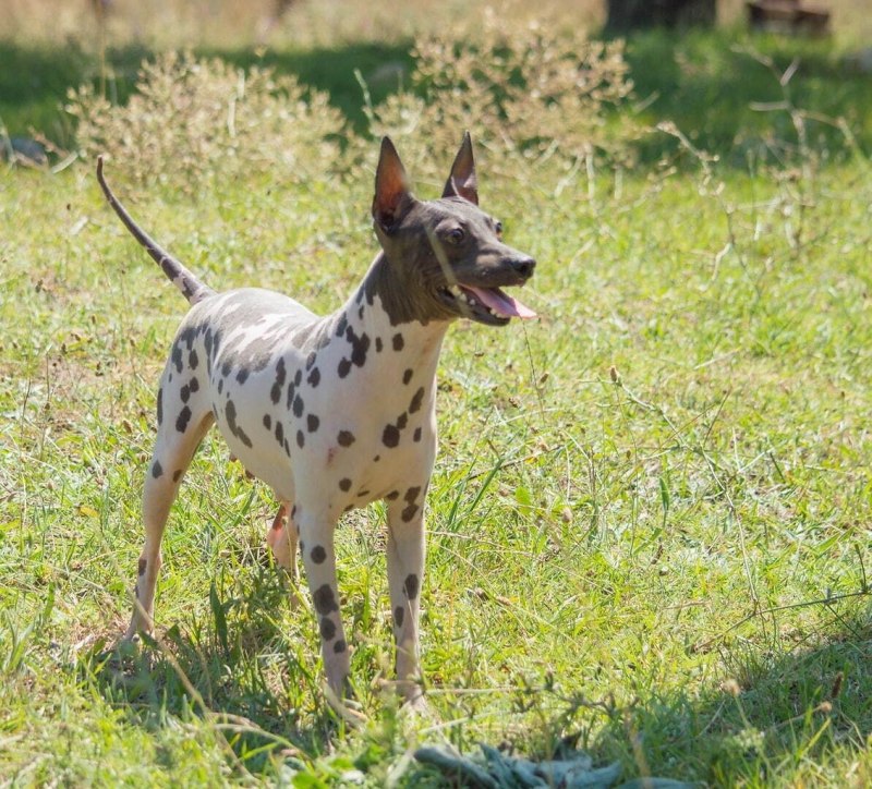 American hairless Terrier