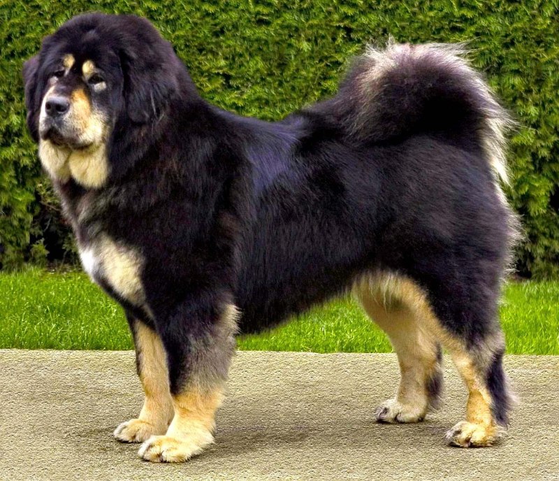 Королевский мастиф