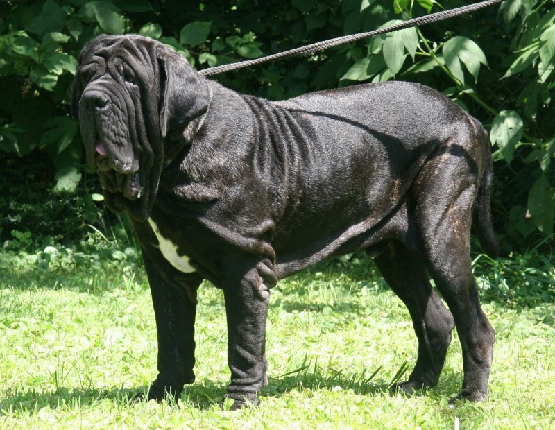 Английский мастиф