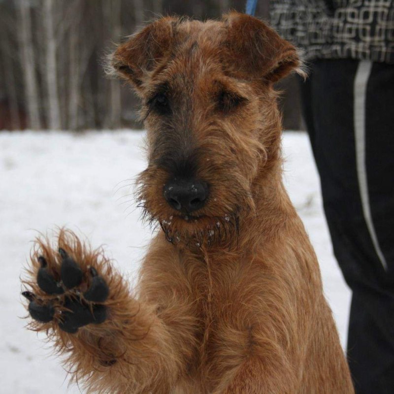 Ирландский терьер Irish Terrier