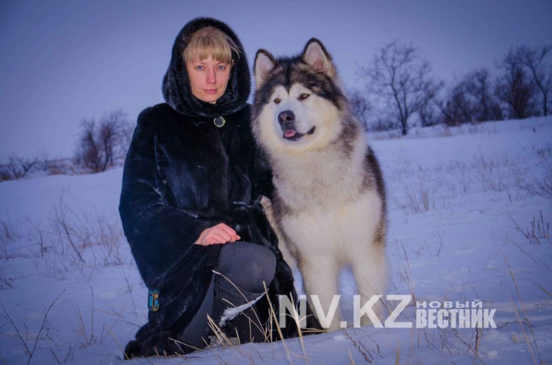 Маламут с пуделем