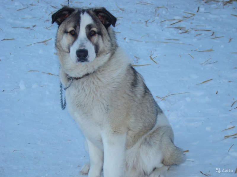 Хаски охранник