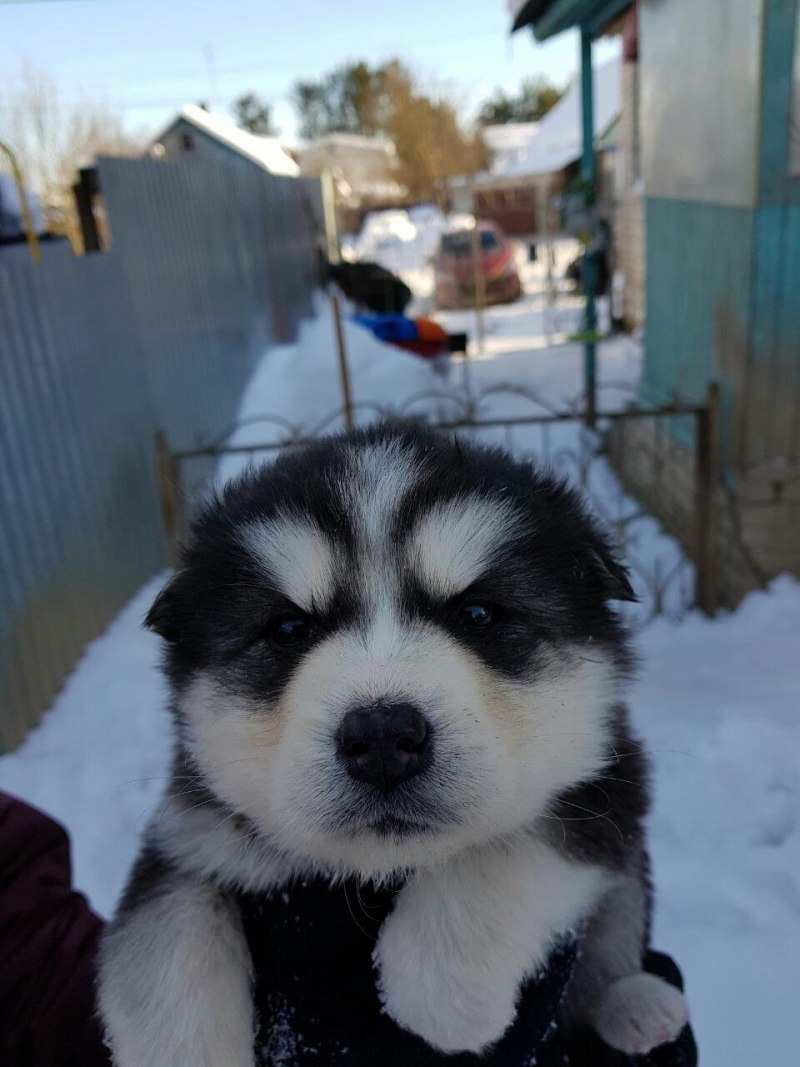 Маламут и кот