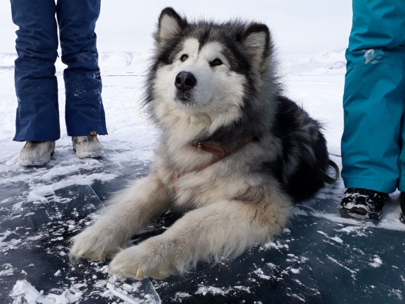 Alaskan Malamute Angry