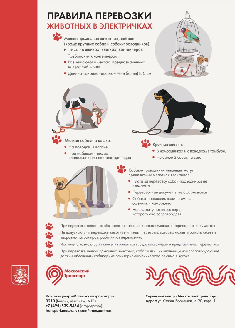Перевоз животных правила