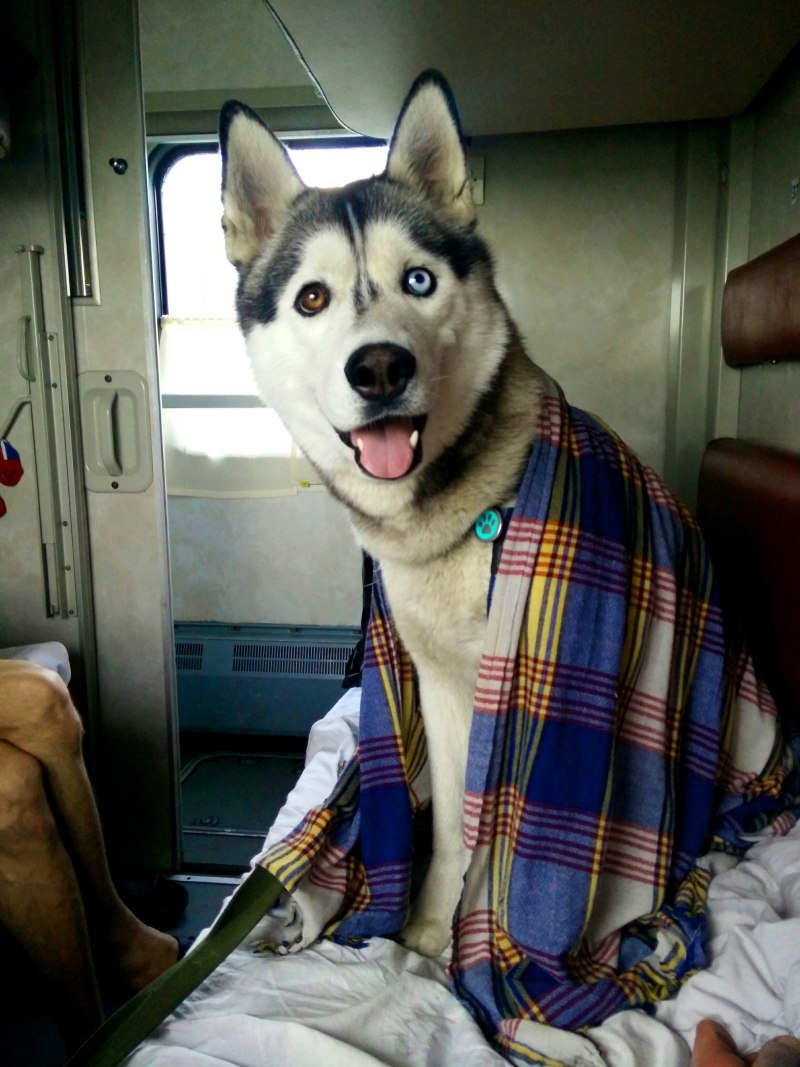 Собака в поезде