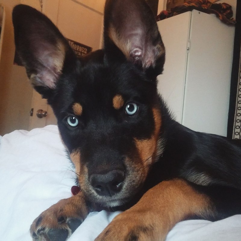 Rottweiler Husky Mix