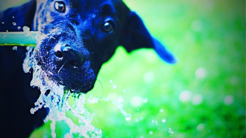 Вода для питья животных