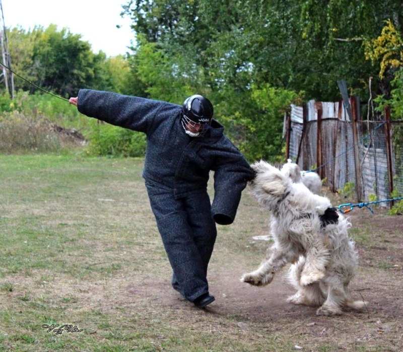 Гуард дог