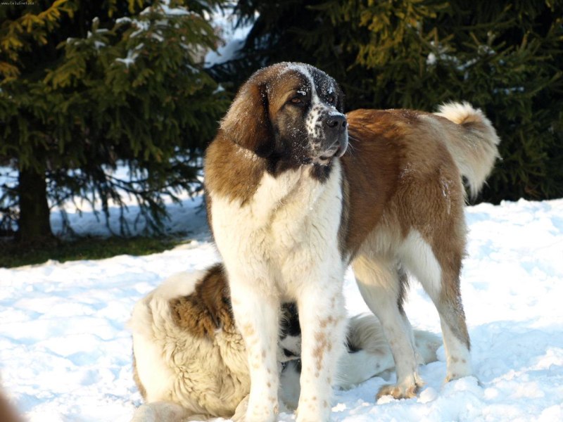 Овчарка охранник