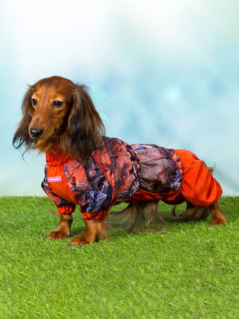 FORMYDOGS Примавера для таксы т2