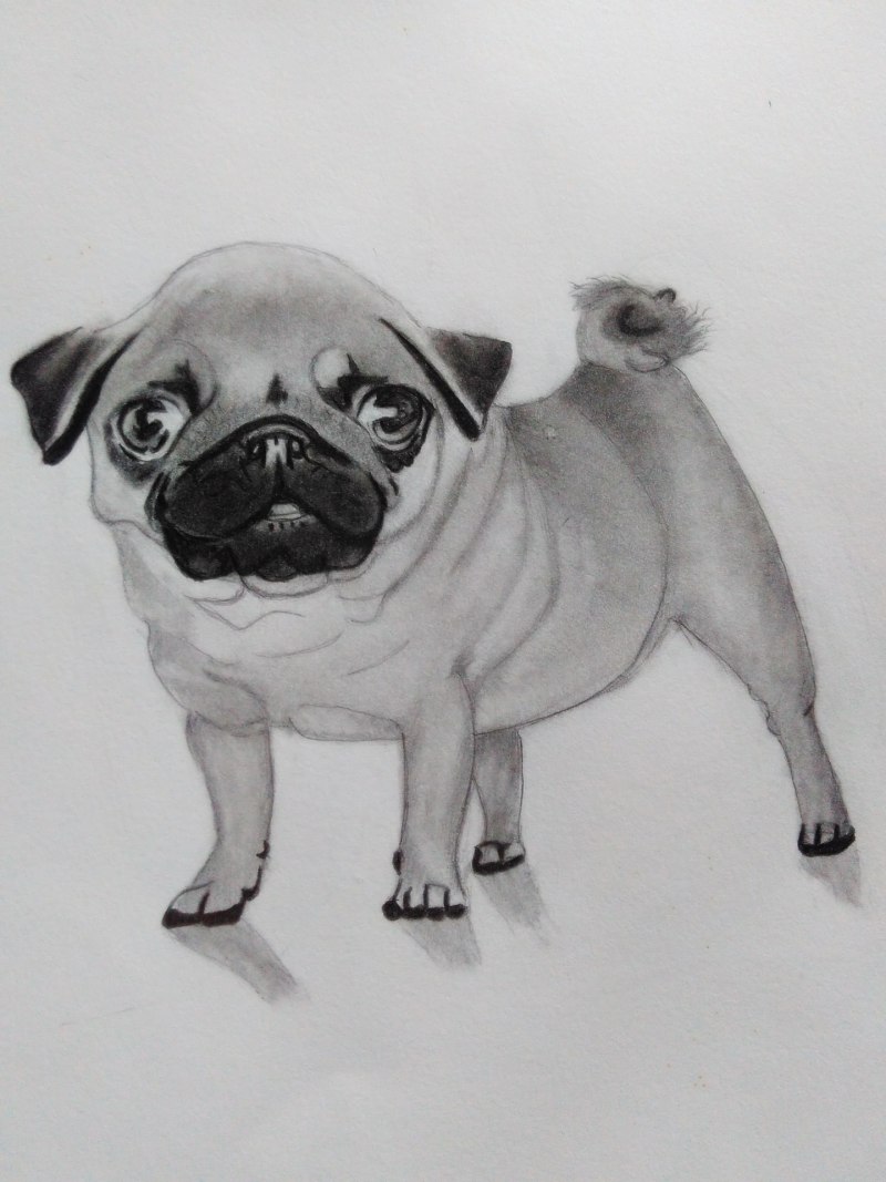 Мопс ilove Pug