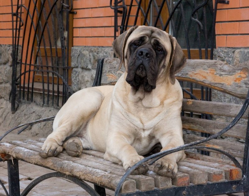 Английский мастиф