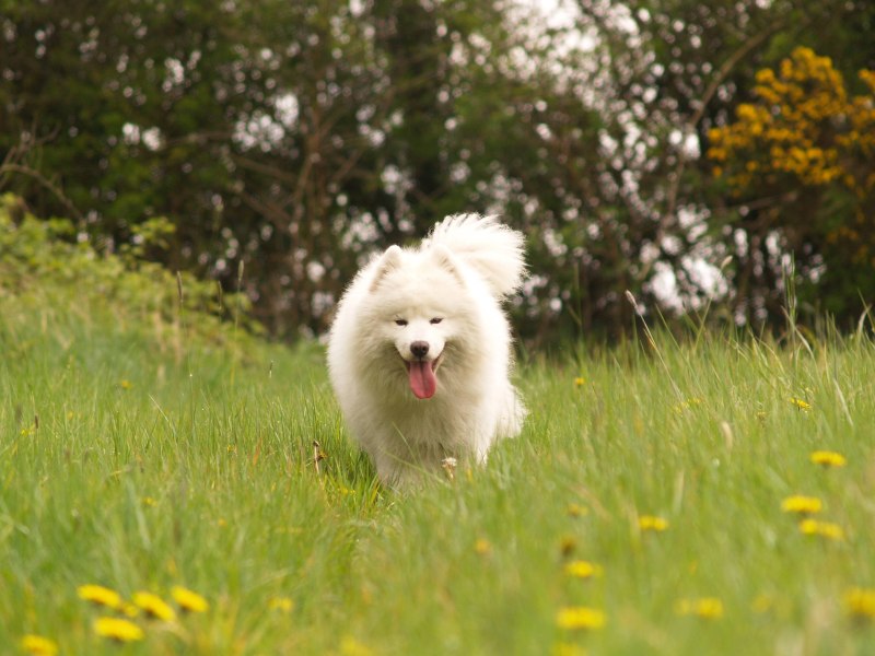 Фон для Dog Instagram