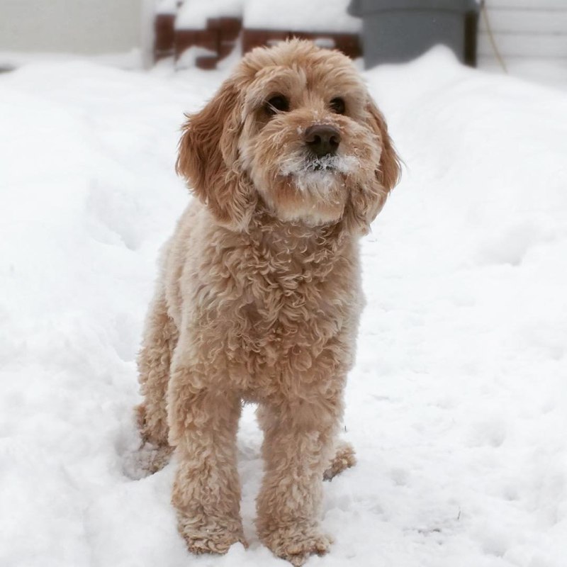 Cockapoo (помесь кокер-спаниеля и пуделя)