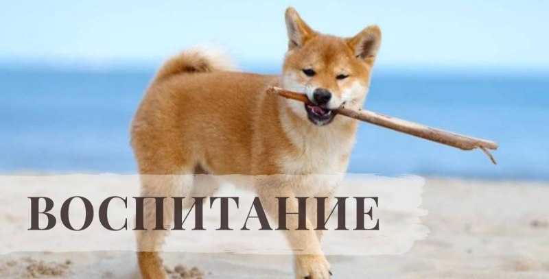 Порода сиба ину