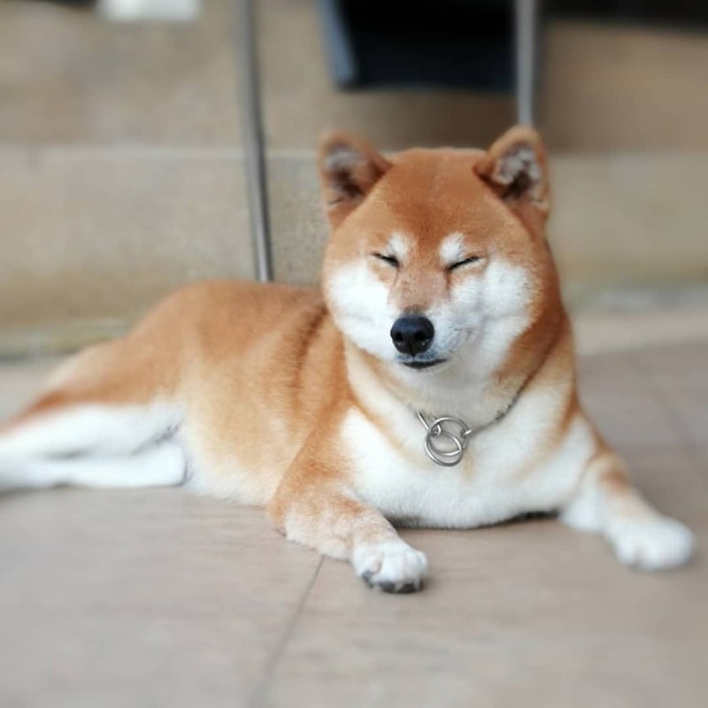 Сиба ину