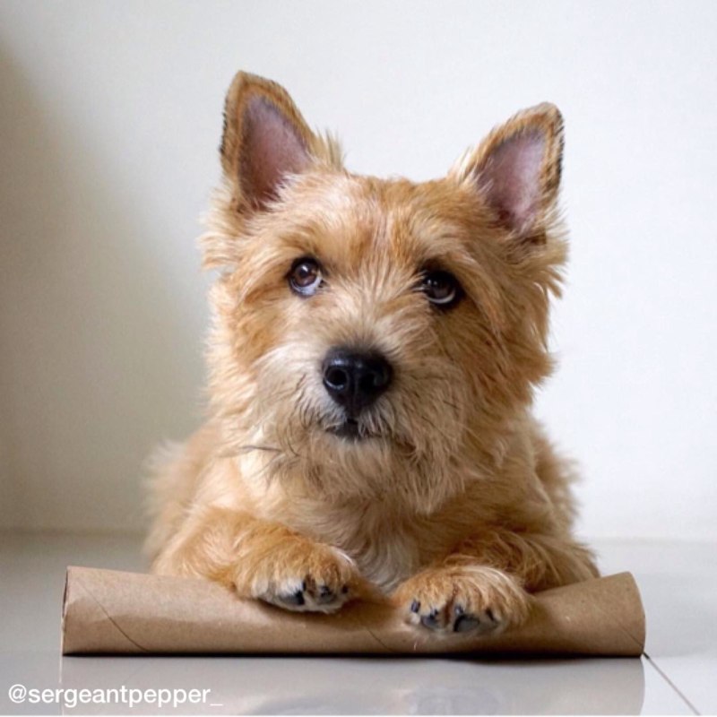 Norwich Terrier Dog show