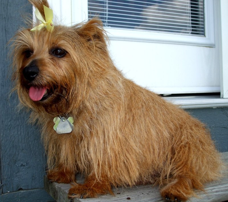 Cairn Terrier Керн терьер стрижки