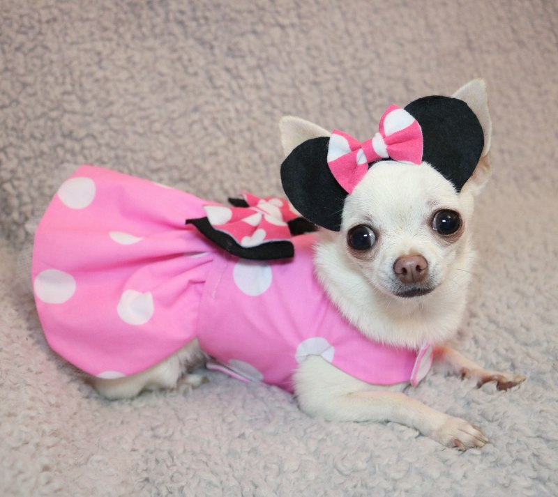 Чихуахуа Pink