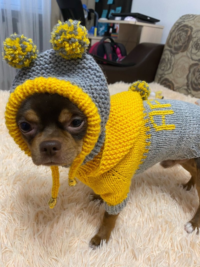 Шапка для чихуа