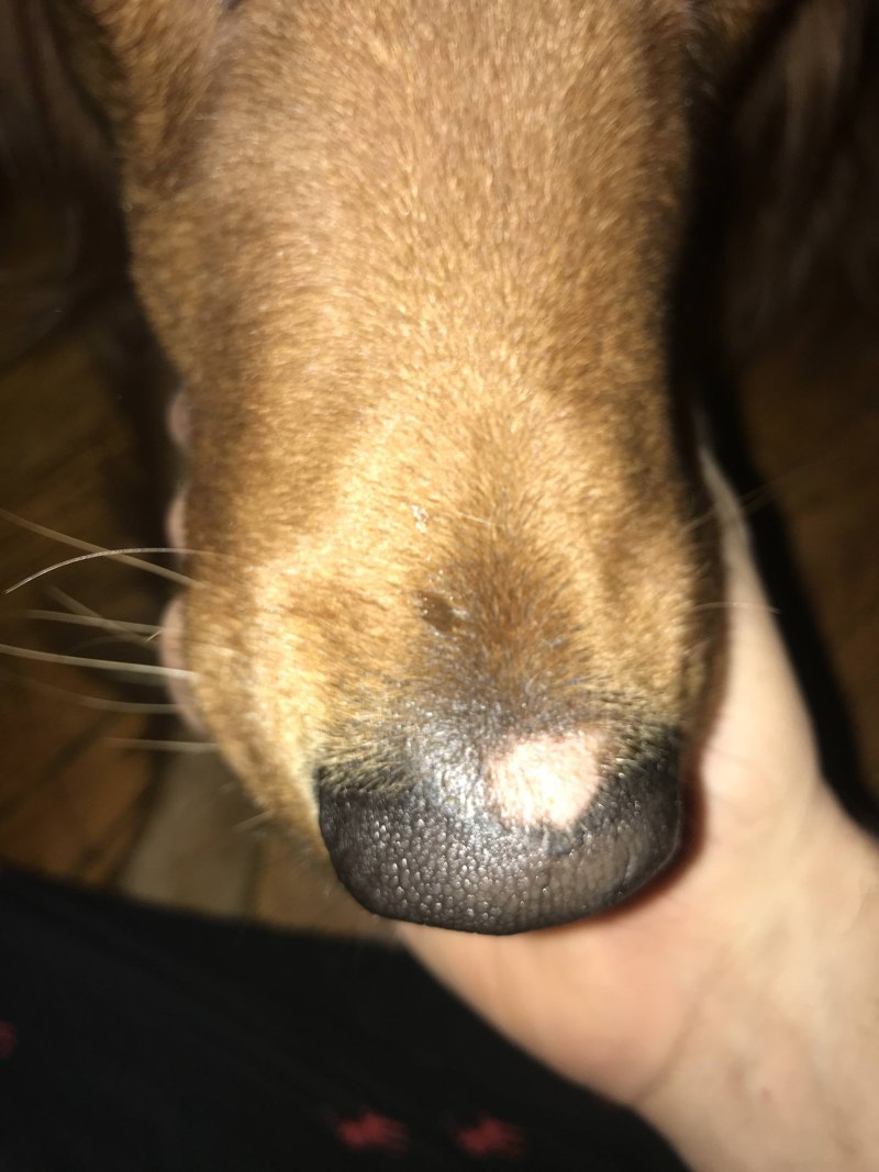 Нос собаки
