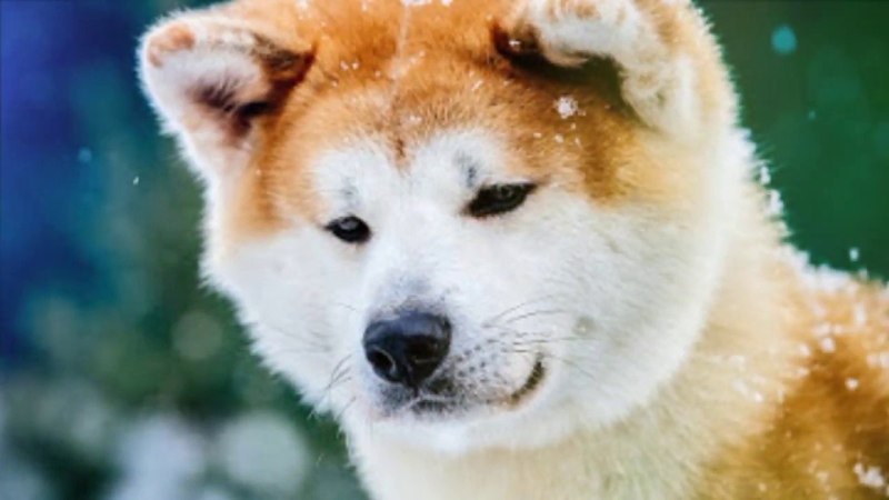 Сиба ину Хатико