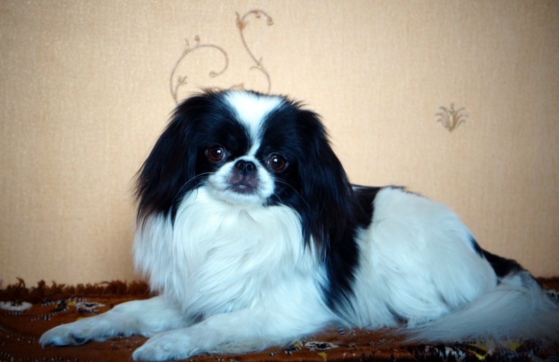 Японский Хин собака