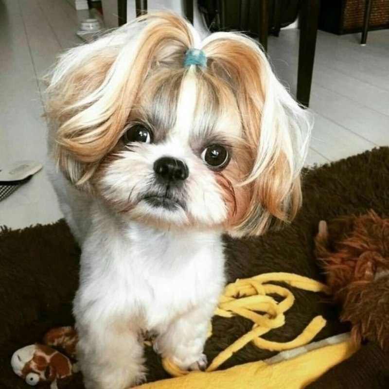 Ши-тцу (Shih Tzu