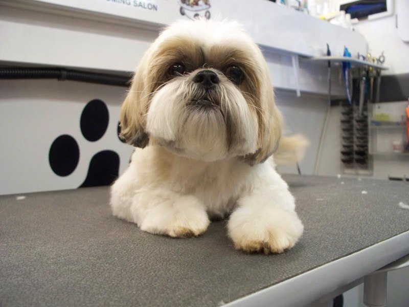 Ши-тцу (Shih Tzu