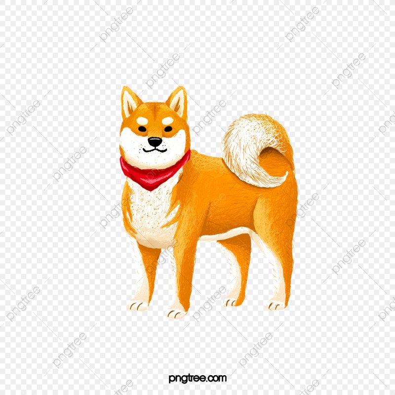 Собака корги Акита