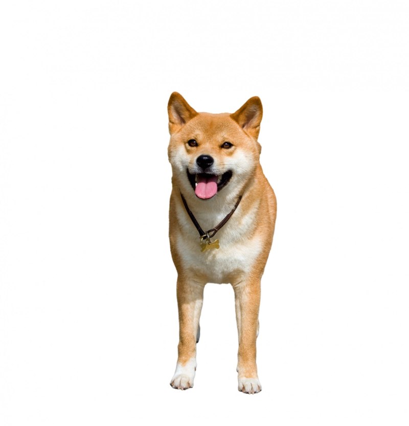 Shiba Inu вектор